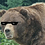 Kuma