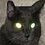 KurtKatze